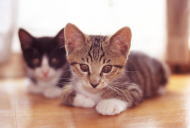 �T�C�h�o�[�摜