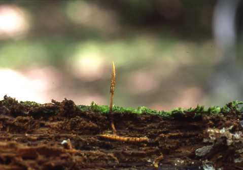 �I�C���Z�N�`�L���V�^�P