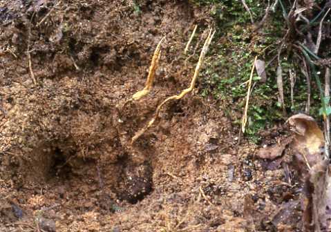 �c�u�m�Z�~�^�P