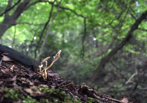 �c�N�c�N�{�E�V�^�P