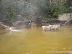 ���͉���