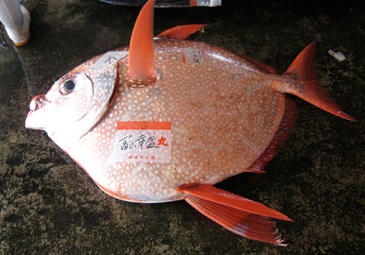 �A�J�}���{�E