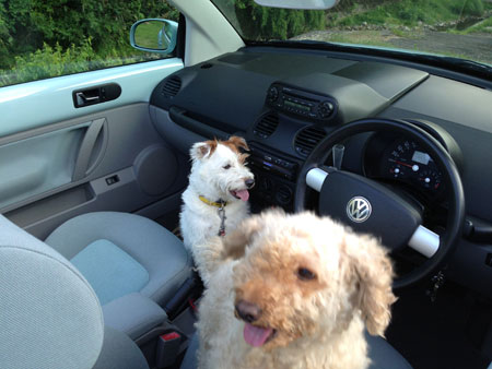 �j���[�r�[�g��