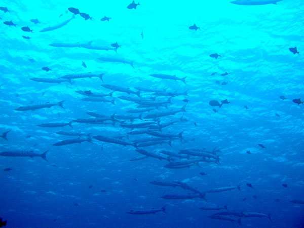 �o���N�[�_