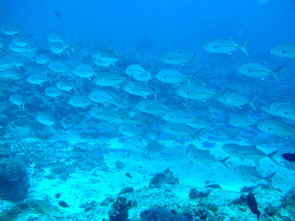 �M���K���A�W