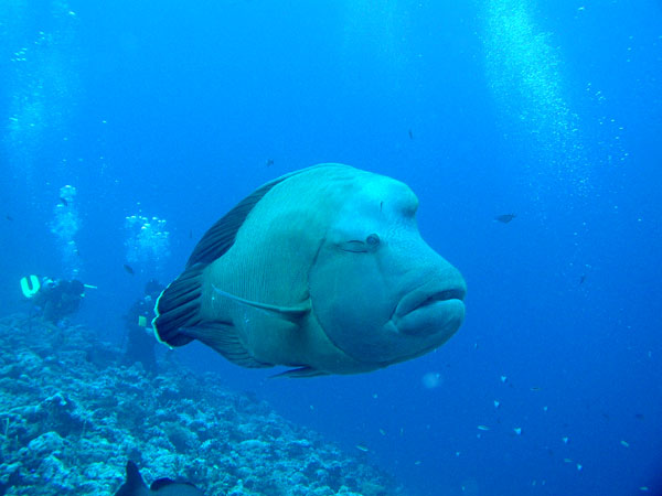 �i�|���I���t�B�b�V��