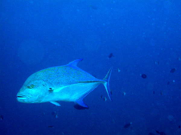 �J�X�~�A�W