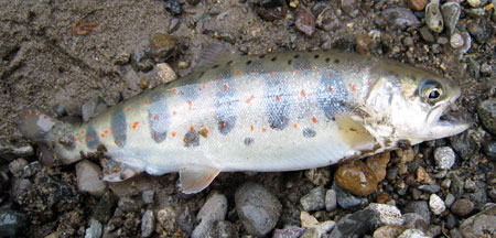 ����̃A�}�S