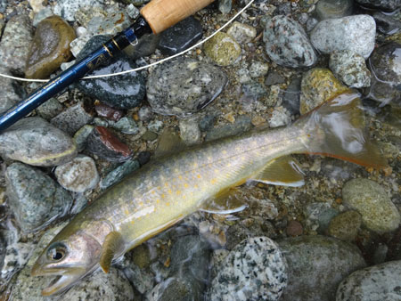 �R�{���C���i