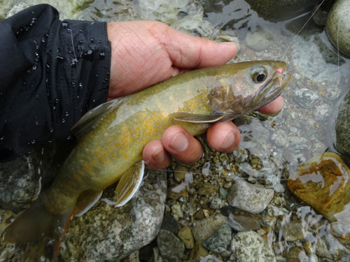 �����C���i