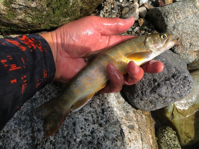 �����C���i