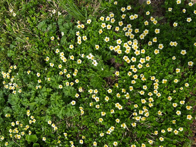 �`���O���}