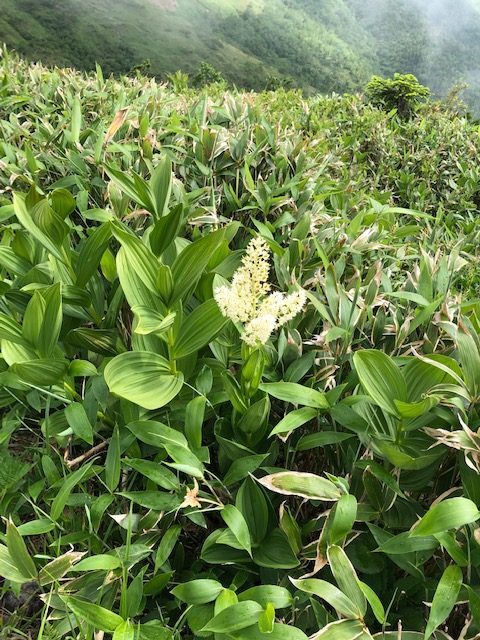 �R�o�C�P�C�\�E