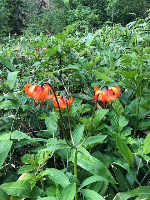 �N���}����