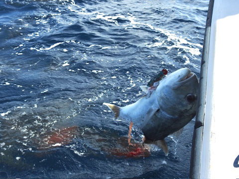 �T���ɂ��ꂽ