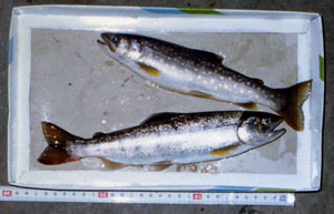 ���}���ƃC���i