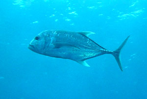 ���E�j���A�W