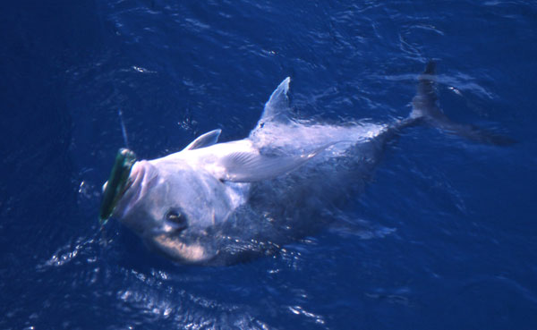 ���E�j���A�W