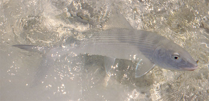 �{�[���t�B�b�V��