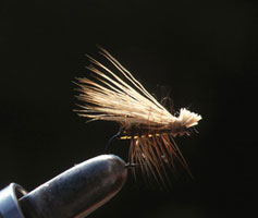 �G���N�w���[�J�f�B�X