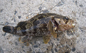 �^�P�m�R���o��