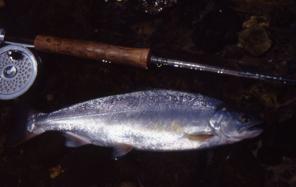 �j��̃��}��