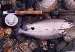 �����̃��}��