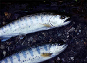 ���}���ƃA�}�S