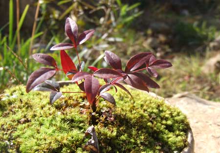 苔鉢の紅葉
