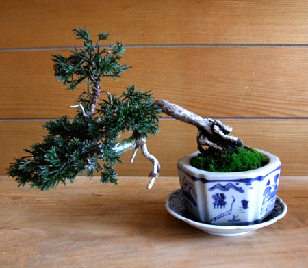 ミニ盆栽