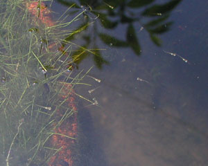 ���_�J�̐Ԃ����