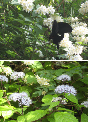 �E�c�M�E�R�A�W�T�C