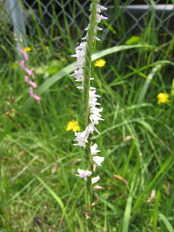 �l�W�o�i�i���j