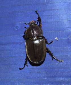 �J�u�g���V�i���X�j