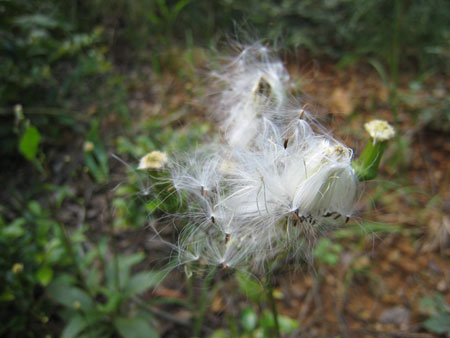 �A�U�~�̖Ȗ�