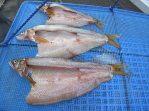 ���̈�銱��