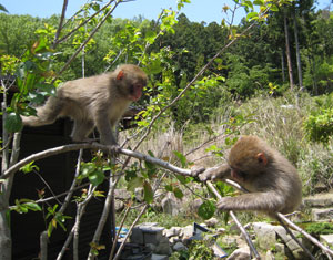 �V�΂Ə���