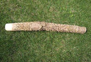 山椒のすりこぎ