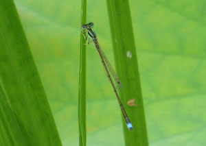 �A�W�A�C�g�g���{