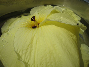 �Ԃ�����