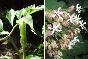 �}���V�O�T�E�N�T�M