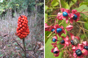 �}���V�O�T�E�N�T�M