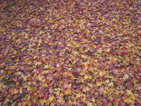 ���݂����O�~