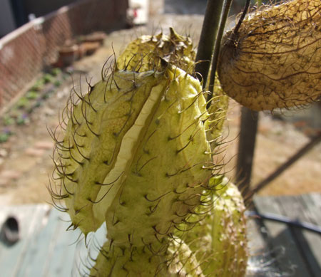 ���D����