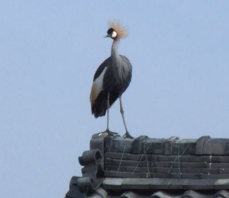 �z�I�W���J�������d��