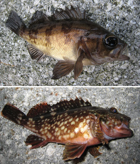 ���o���E�J�T�S