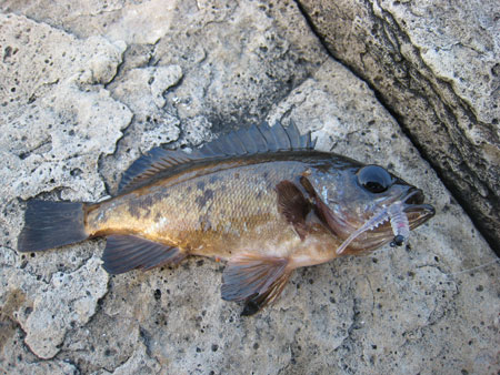 �z�O�̃��o��