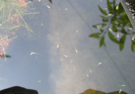 ���_�J�̎e