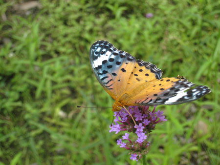 �c�}�O���q���E�����`���E