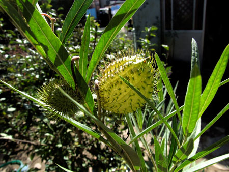 フウセントウワタ